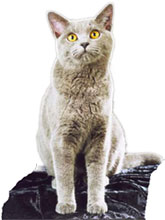 Chartreux