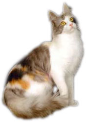turks angora