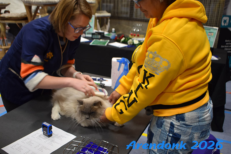 BCF kattenshow