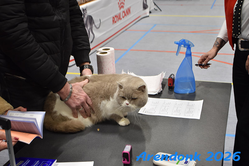 BCF kattenshow