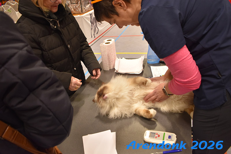 BCF kattenshow