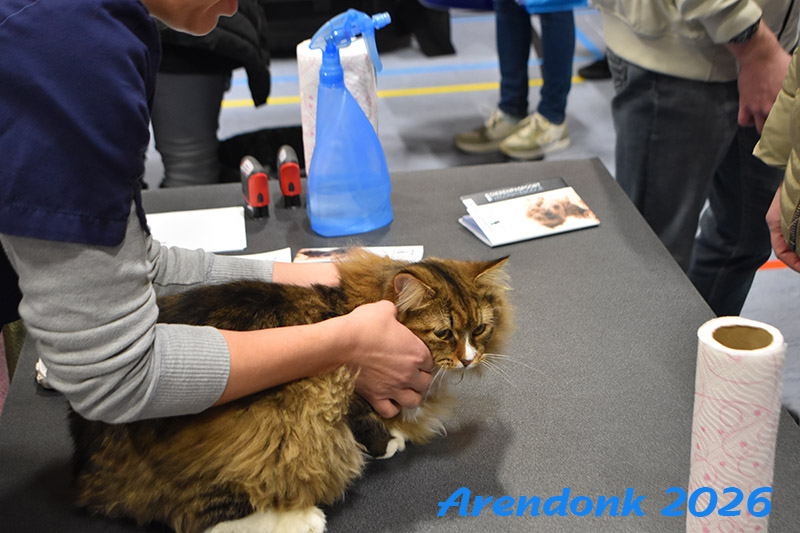 BCF kattenshow