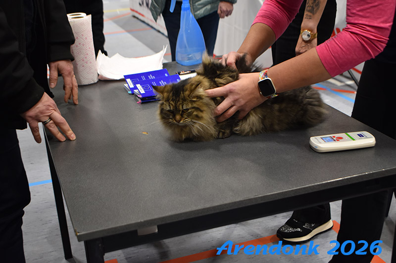 BCF kattenshow