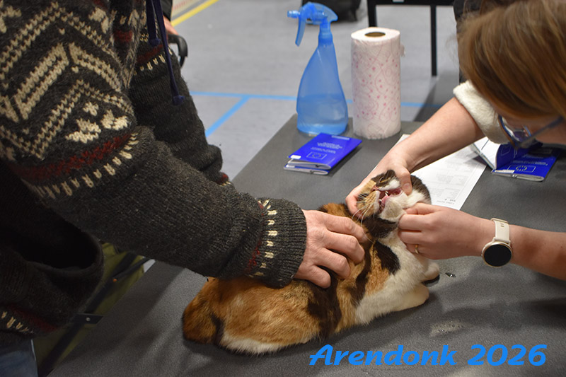 BCF kattenshow