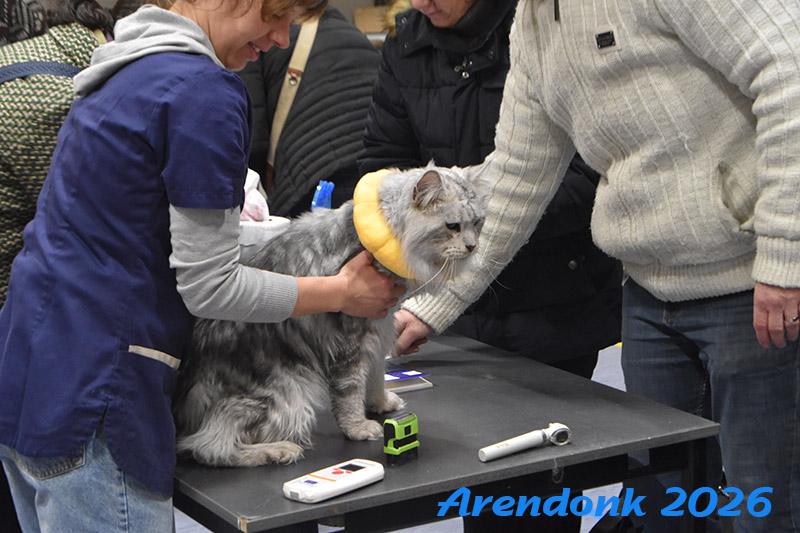 BCF kattenshow