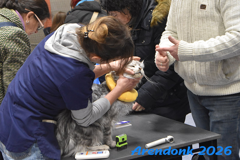BCF kattenshow