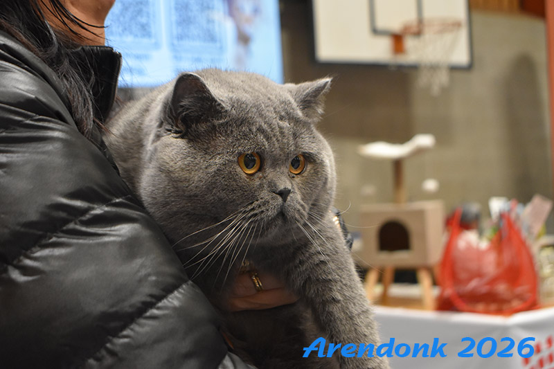 BCF kattenshow