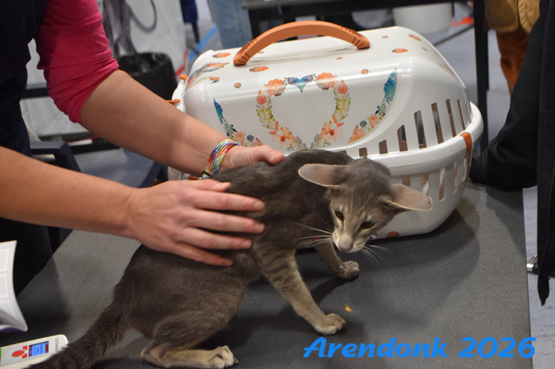 BCF kattenshow