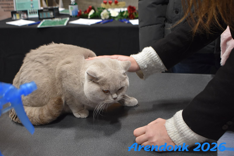 BCF kattenshow