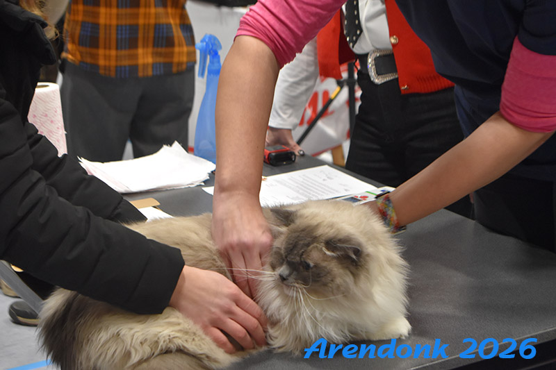 BCF kattenshow