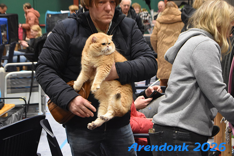BCF kattenshow