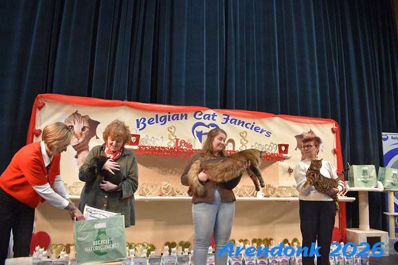BCF kattenshow