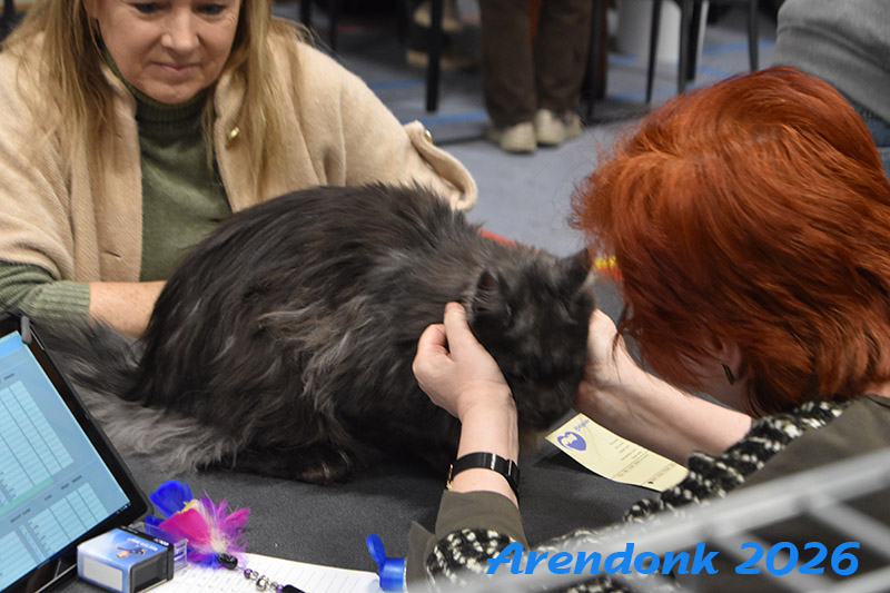 BCF kattenshow