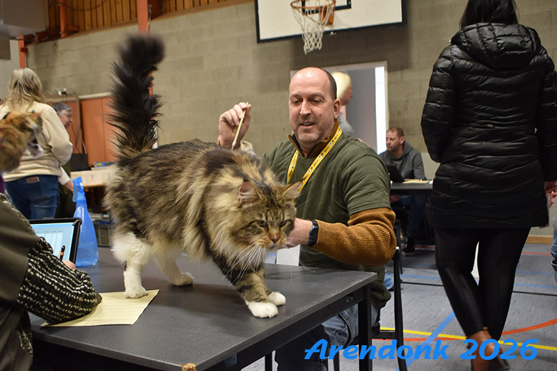 BCF kattenshow