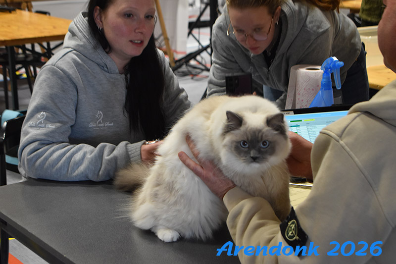 BCF kattenshow