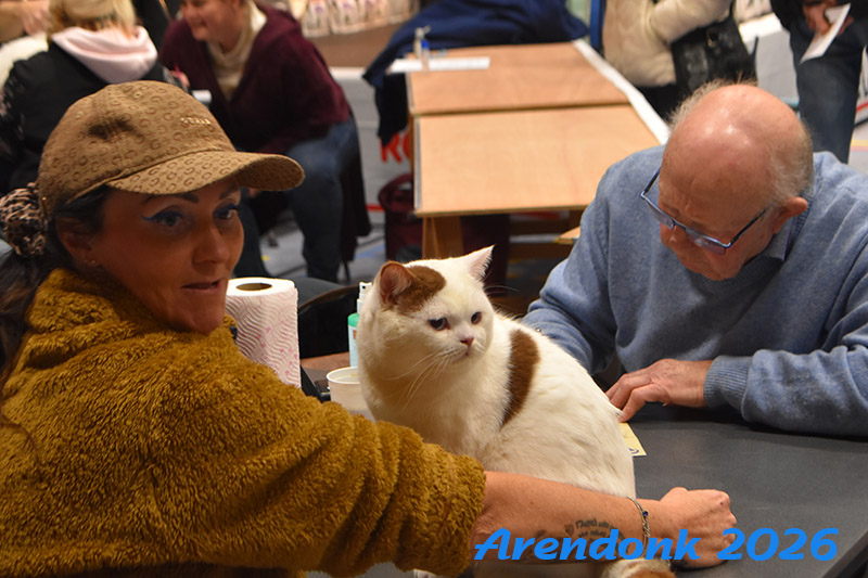 BCF kattenshow