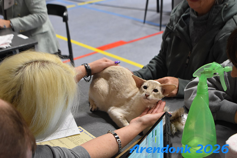 BCF kattenshow