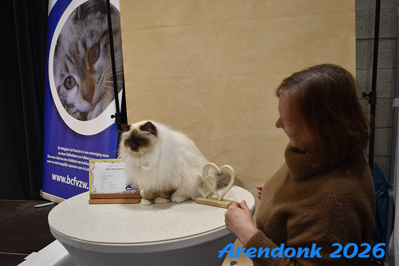 BCF kattenshow