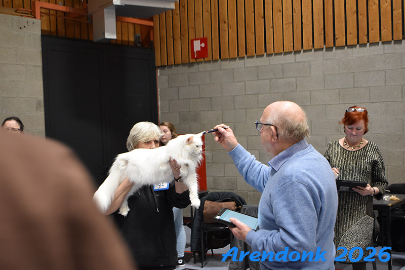BCF kattenshow