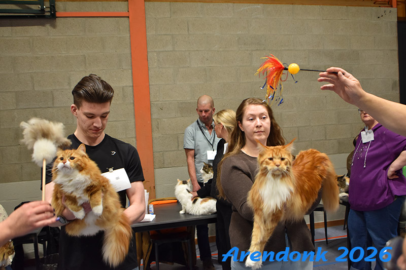 BCF kattenshow