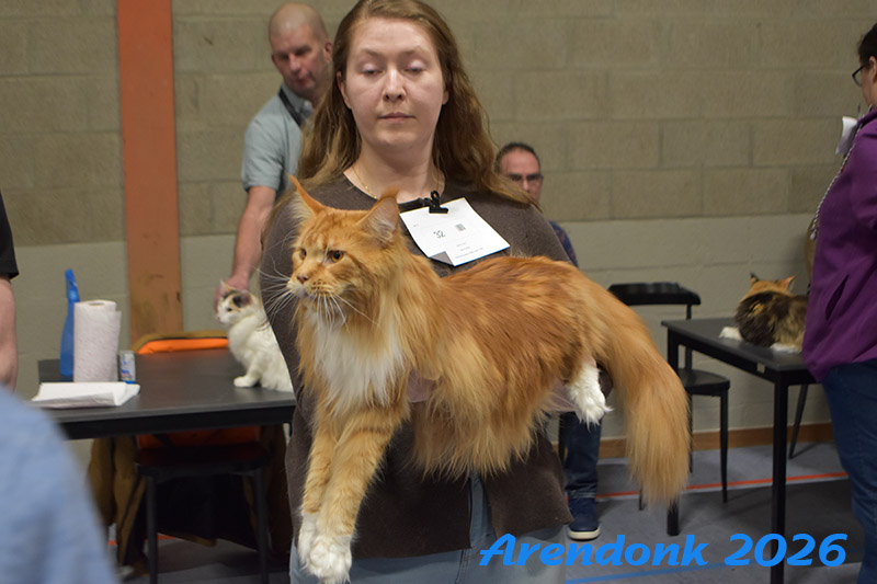 BCF kattenshow