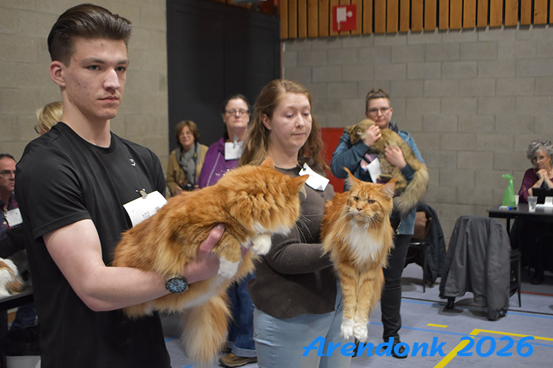 BCF kattenshow