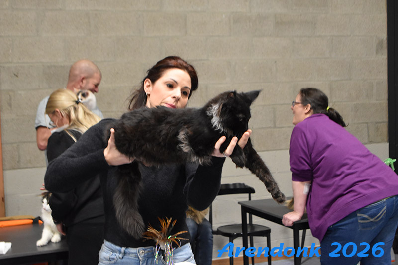 BCF kattenshow
