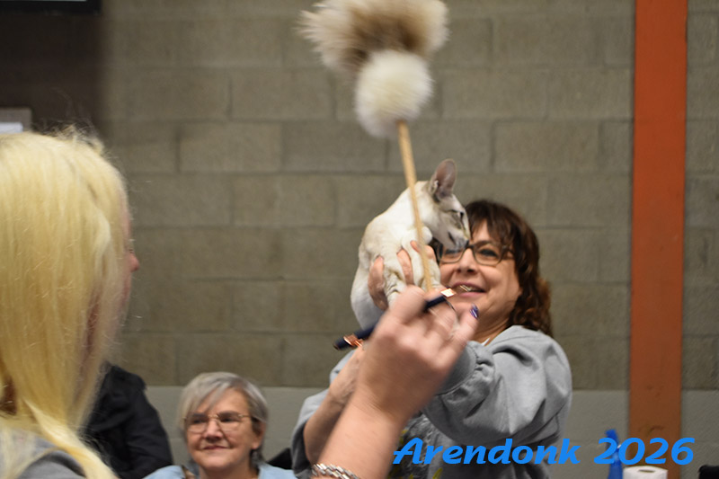 BCF kattenshow