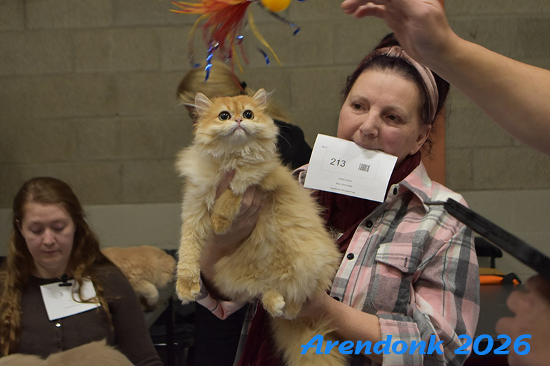 BCF kattenshow