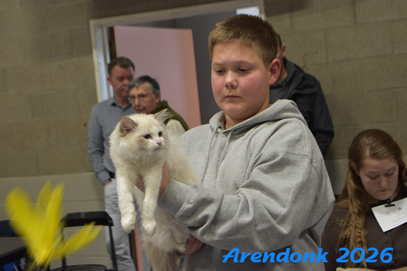 BCF kattenshow
