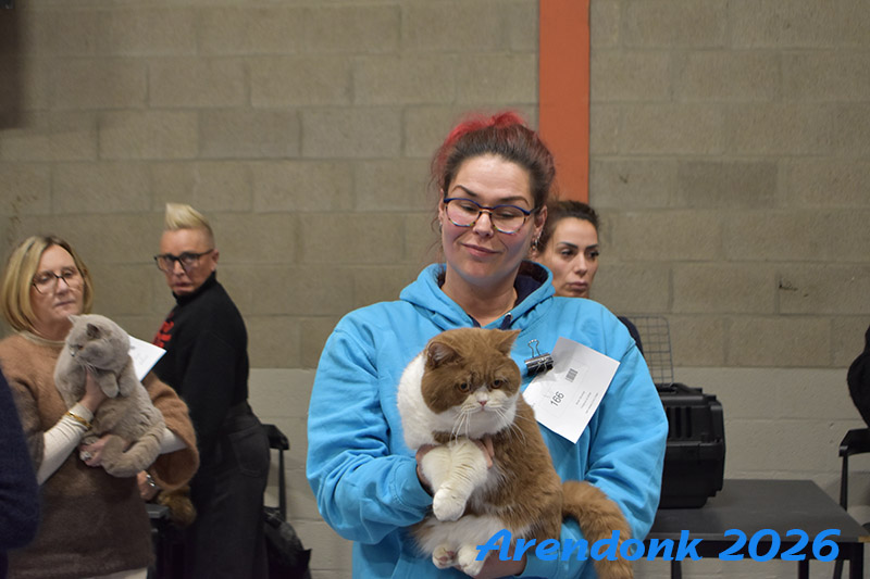 BCF kattenshow