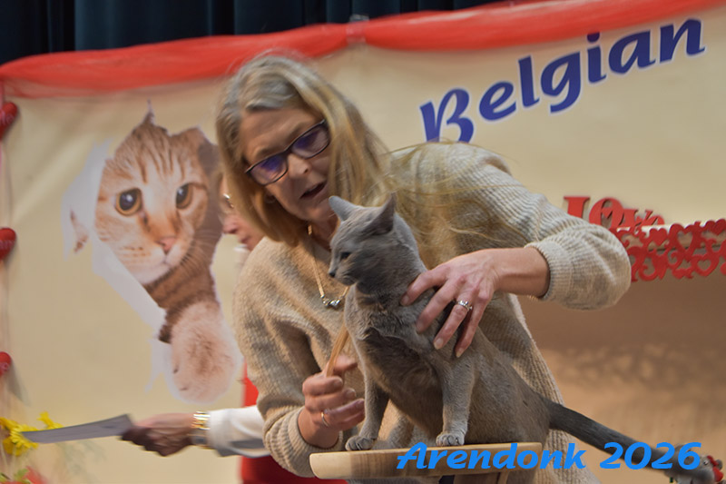 BCF kattenshow