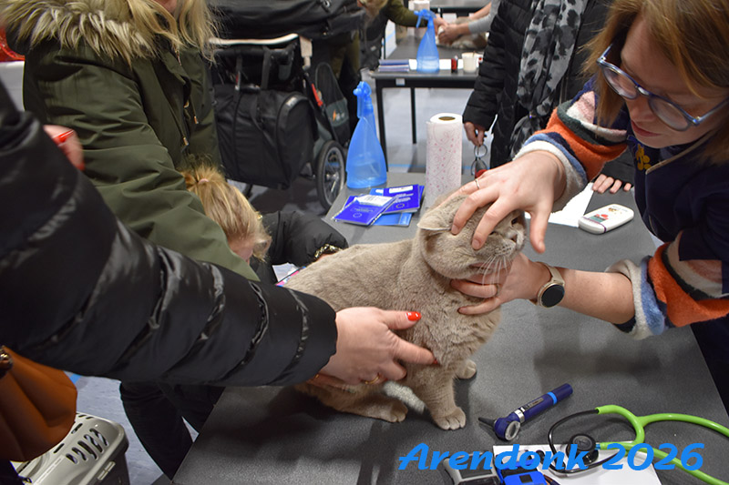 Katten vereniging Belgium Cat Fancierss BCF