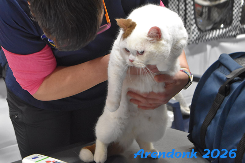 Mooie foto van onze kattenshow, BCF katten vereniging.