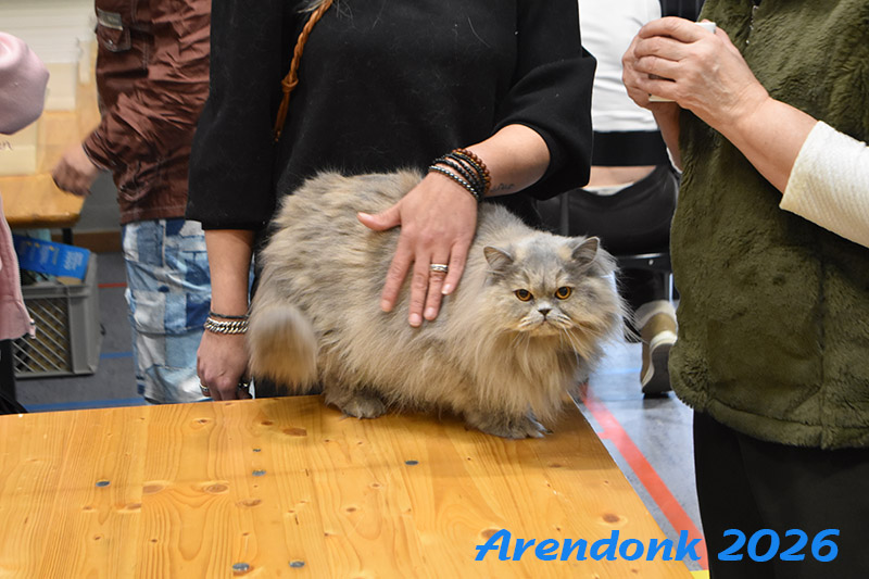 Mooie foto van onze kattenshow, BCF katten vereniging.