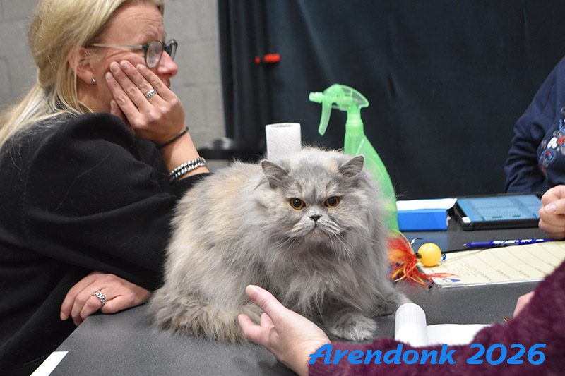 Katten vereniging Belgium Cat Fancierss BCF