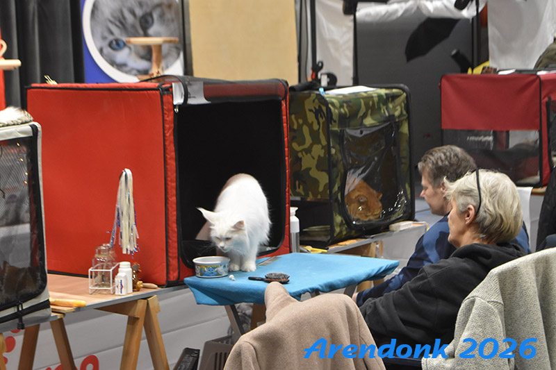 Katten vereniging Belgium Cat Fancierss BCF