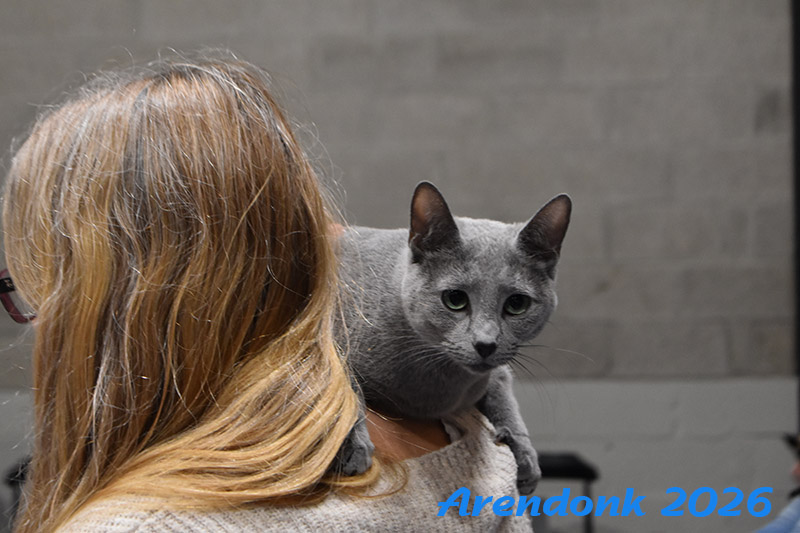 Katten vereniging Belgium Cat Fancierss BCF