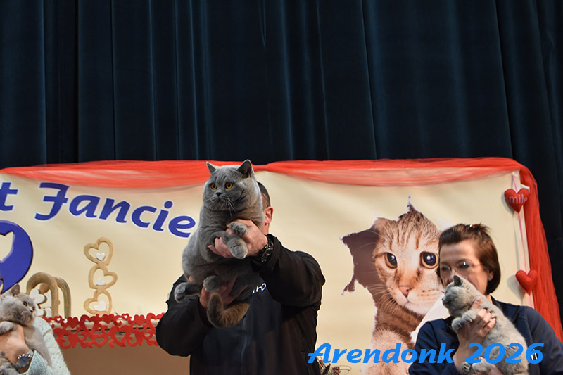 Katten vereniging Belgium Cat Fancierss BCF