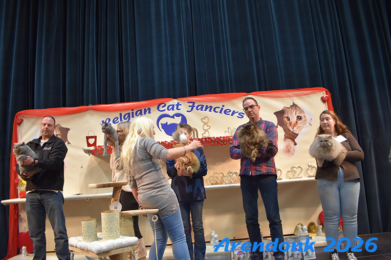 Willekeurige foto van kattenshow van BCF katten vereniging.