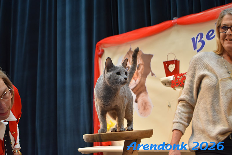 Mooie foto van onze kattenshow, BCF katten vereniging.