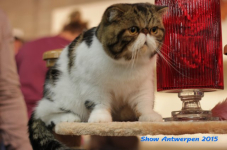 antw 2015 337