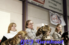  bcf ant 2011115