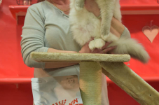Katttenshow Arendonk 2020 DSC 0770