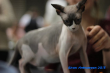 antw 2015 233