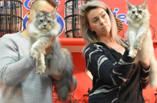 Katttenshow Arendonk 2020 DSC 0668