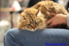 turnhout20150275