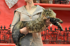 Katttenshow Arendonk 2020 DSC 0288