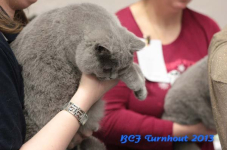 turnhout 2013 img 9999