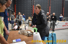 Antwerpen 116